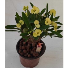 Serada Decor Plant Videolu Milli Dikenler Tacı 25 35 cm  Saksılı Kaktüs Euphorbia