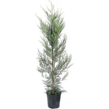 Serada Decor Plant Leylandi Fidesi Cupressocyparis Leylandii