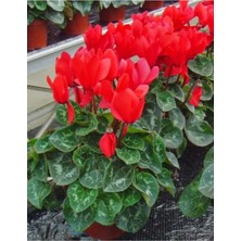 Serada Decor Plant Kırmızı Siklamen Çiçegi 1.kalite Hediyelik Çiçek