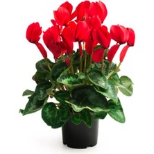 Serada Decor Plant Videolu 1 Adet Kırmızı Canlı Sıklamen Çiçeği Saksılı 30-55CM (Red Cyclamen Flower)