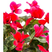 Serada Decor Plant Videolu 1 Adet Kırmızı Canlı Sıklamen Çiçeği Saksılı 30-55CM (Red Cyclamen Flower)