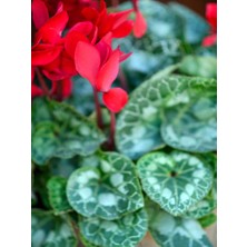 Serada Decor Plant Videolu 1 Adet Kırmızı Canlı Sıklamen Çiçeği Saksılı 30-55CM (Red Cyclamen Flower)