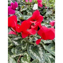 Serada Decor Plant Videolu 1 Adet Kırmızı Canlı Sıklamen Çiçeği Saksılı 30-55CM (Red Cyclamen Flower)