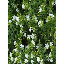 Serada Decor Plant Videolu Bol Çiçekli 4 Adet Beyaz Kufea Çiçeği Fidanı 20-45CM Saksılı (Kufeya Flower)