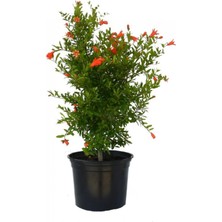 Serada Decor Plant Videolu Bodur Süs Narı 1. Kalite 30-60 cm Saksılı Çiçekli Bodur Bitkiler Pomegranate Tree