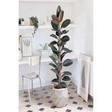Serada Decor Plant Kauçuk Bitkisi 2 Köklü 60-80 cm