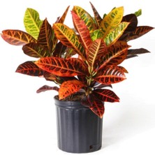 Serada Decor Plant Kraton Bitkisi 60 cm