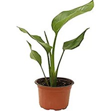 Serada Decor Plant Mini Saksıda Starliçe Cennet Kuşu Çiçeği 15-25 cm