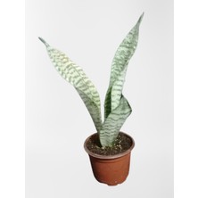 Serada Decor Plant Mini Paşa Kılıcı Sansevieria [30-40CM]