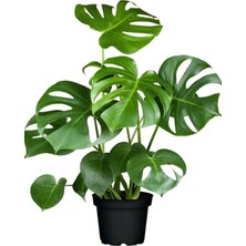 Serada Decor Plant Deve Tabanı 40-50 cm