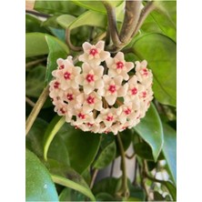 Serada Decor Plant Mum Çiçeği Beyaz Renk (Hoya Carnosa) Kokulu 1.kalite