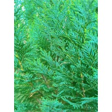Serada Decor Plant Videolu Leylandi Bitkisi 20-40 cm Saksılı/tüplü Dış Mekan Ağaçları Cupressocyparis