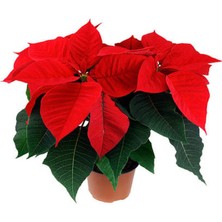 Serada Decor Plant Videolu Atatürk Çiçeği Öğretmenler Günü Hediyesi 1 Adet Saksılı 35-70 cm Canlı Çiçek (Poinsettia)