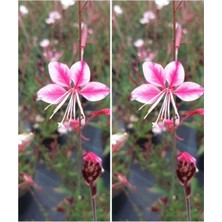 Serada Decor Plant Videolu Pembe/beyaz Gaura Çiçeği Fidanı 2 Adet 40-60 cm Dış Mekan Ağaçları Lindheimeri