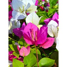 Serada Decor Plant Videolu Çift Renk Pembe Beyaz Begonvil Çiçeği 1 Adet 45-65 cm Saksılı/ Tüplü (Bougainvillea)