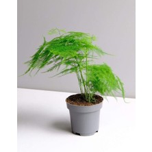 Serada Decor Plant Asparagus Setaceus - Kuşkonmaz Mini - Ev Ofis Salon Iç Mekan Bitkisi - 20 cm