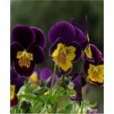 Serada Decor Plant Videolu Koyu Mor 10 Adet Hercai Menekşe Çiçeği Fidanı 5-15 cm Saksılıtüplü (Turkish Violet)