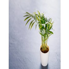 Serada Decor Plant Chamaedorea Elegans Dağ Palmiyesi 20CM 8.5 Saksıda Iç Mekan Bitkisi