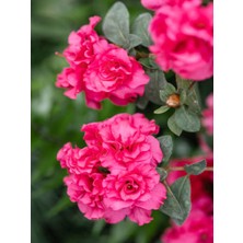 Serada Decor Plant Videolu Koyu Pembe Açelya Çiçeği 1 Adet Saksılı 20-40CM Çiçekli Bitki (Rhododendron)
