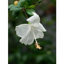 Serada Decor Plant Videolu 1 Adet Beyaz Japon Gülü Çiçeği Fidanı 20-40 cm Tüplü Çiçekli Bodur Bitki Whıte Japanese Rose