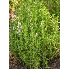 Serada Decor Plant Videolu Keskin Kokulu 5 Adet Kekik Fidanı 20-30CM Saksılı (Thyme)