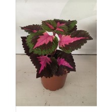 Serada Decor Plant Kolyos Yaprak Güzeli Çiçeği Saksıda