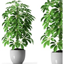Serada Decor Plant Şeflera (Sheflera) Bitkisi | Ikili | 90 - 110 cm