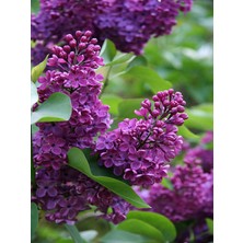 Serada Decor Plant Videolu Kokulu Leylak Fidanı Çiçeği 40-60 cm Saksılı Çiçekli Bodur Bitkiler Lilac