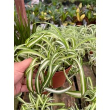 Serada Decor Plant Videolu Kurdele Çiçeği 20-30 cm Saksılı Çiçekli Bodur Bitkiler (Chlorophytum Comosum)