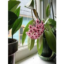 Serada Decor Plant Videolu Harika Görünüm Beyaz Mum Çiçeği Fidanı 15-25 cm Saksılı Çiçekli Bodur Bitkiler Hoya Carnosa