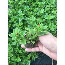 Serada Decor Plant Videolu Pembe Buz Çiçeği Fidesi 40 Adet Saksılı/ Tüplü 5-10 cm Yer Örtücü Bitki (Delosperma)