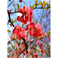 Serada Decor Plant Videolu Kırmızı Bol Çiçekli Yörük Gelini Bitkisi 30-45 cm Tüplü Dış Mekan Ağaçları Festuca Glauca