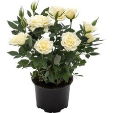 Serada Decor Plant Videolu Minyatür Bodur Beyaz Gül Fidanı 1 Adet Saksılı/tüplü 35-65 cm (Miniature White Rose)