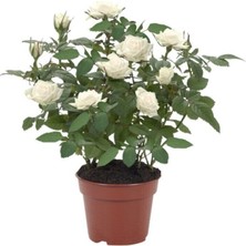 Serada Decor Plant Videolu Minyatür Bodur Beyaz Gül Fidanı 1 Adet Saksılı/tüplü 35-65 cm (Miniature White Rose)