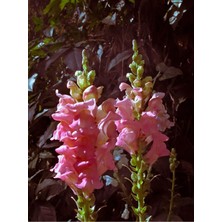 Serada Decor Plant Videolu 1 Adet Pembe Renk Aslan Ağzı Çiçeği Fidesi 10-20CM Tüplü Çiçekli Bodur Antirrhinum Majus