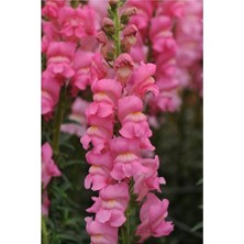 Serada Decor Plant Videolu 1 Adet Pembe Renk Aslan Ağzı Çiçeği Fidesi 10-20CM Tüplü Çiçekli Bodur Antirrhinum Majus