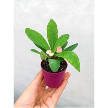 Serada Decor Plant Videolu Pembe Çiçekli Milli Dikenler Tacı Mini 1 Adet Saksıda 5-10 cm Salon Bitkisi (Euphorbia)