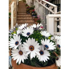 Serada Decor Plant Videolu Beyaz Bodrum Papatyası Çiçeği Fidanı 20-35 cm Saksılı Çiçekli Bodur Bitkiler Bodrum Daisy