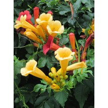Serada Decor Plant Videolu Sarı Acem Borusu Çiçeği Fidanı 40-60 cm Saksılı Çiçekli Bodur Bitkiler Campsis Grandiflora