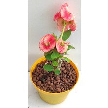 Serada Decor Plant Videolu Pembe Alacalı Milli Dikenler Tacı 1 Adet Saksılı 25-45 cm (Euphorbia)