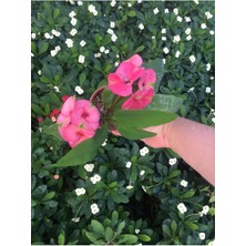 Serada Decor Plant Videolu Dikenler Tacı Çiçekli Ithal Tayland Milli (40 55 Cm) Saksılı Euophorbia