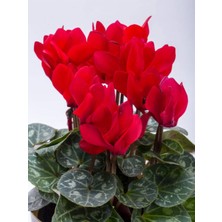 Serada Decor Plant Videolu Kırmızı Renkli 1 Adet Tavşan Kulağı Çiçeği Saksılı 30-50CM (Cyclamen Flower)