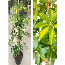 Serada Decor Plant Videolu Canlı Tek Dal Alacalı Şeflera Çiçeği 40-100CM Saksılı Iç Mekan Bitkileri (Schefflera)