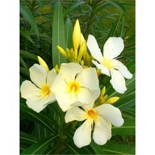 Serada Decor Plant Videolu Sarı Zakkum Fidanı 1 Adet Saksılı/ Tüplü 50-90 cm Dış Mekan Bitkisi (Yellow 0leander)