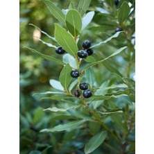 Serada Decor Plant Videolu Defne Fidanı Çalısı 1 Adet Saksılı/ Tüplü 60-120 cm Dış Mekan Bitkisi (Laurus Nobilis)