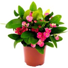 Serada Decor Plant Dikenler Tacı Euphorbia Millii Saksı Çapı 12 cm Dikenler Tacı