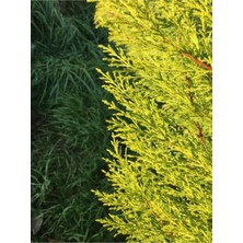 Serada Decor Plant Limoni Servi Çam Fidanı ( Salon Çamı ) Boyu 35-40 cm Limon Kokulu