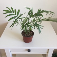 Serada Decor Plant Areka Palmiyesi (Dağ Palmiyesi Şamadora Ev Ofis Salon Bitkisi Chamaedorea)