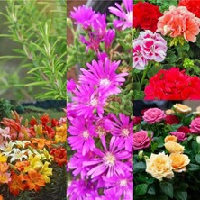 Serada Decor Plant Videolu Renkli 5 Çeşit 5 Adet Kabristan Çiçek Seti 40-80CM Saksılı (Chrysanthemum)