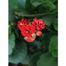 Serada Decor Plant Videolu Kırmızı Kalanşo Emel Hanım Çiçeği Fidanı 20-40 cm Saksılı Çiçekli Bodur Bitkiler Kalanchoe